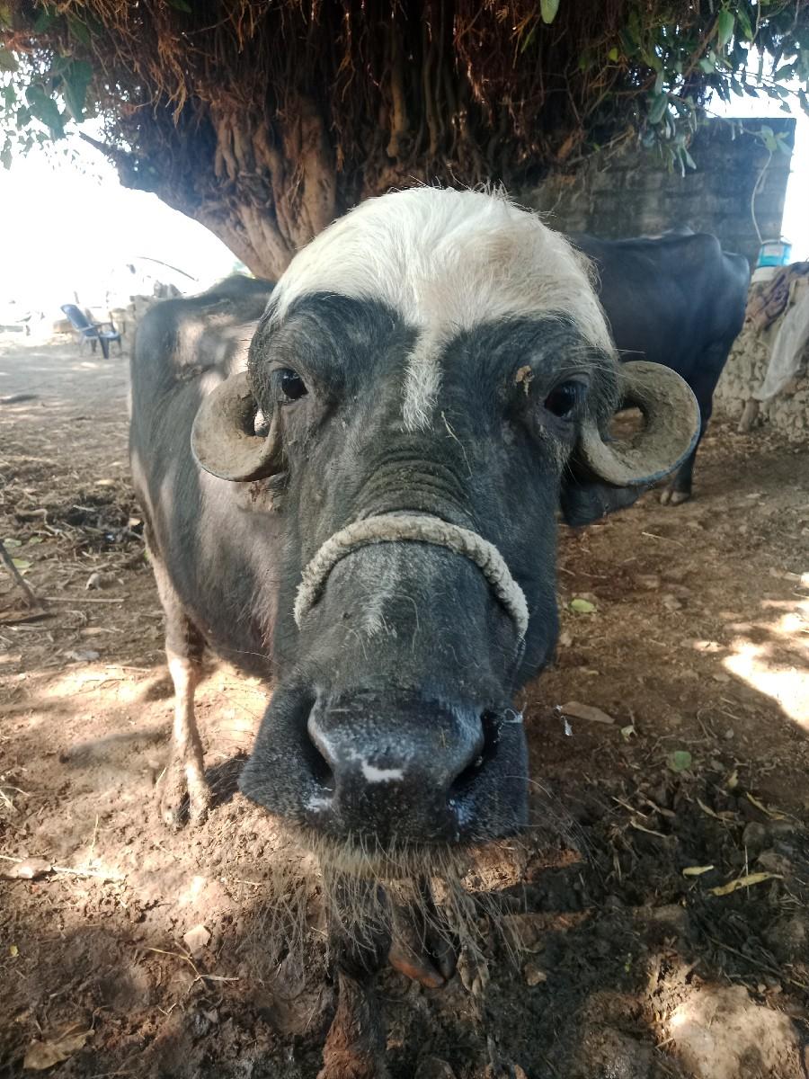 થંબનેલ 3