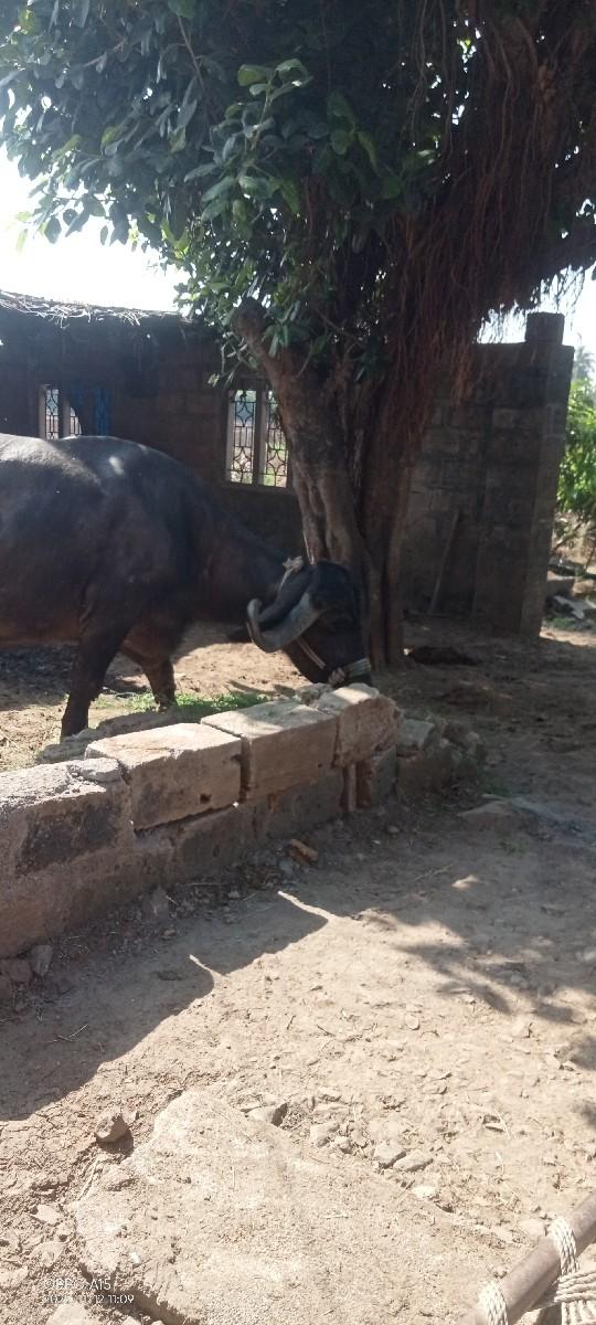 ભૅસ વૅચવાન છે