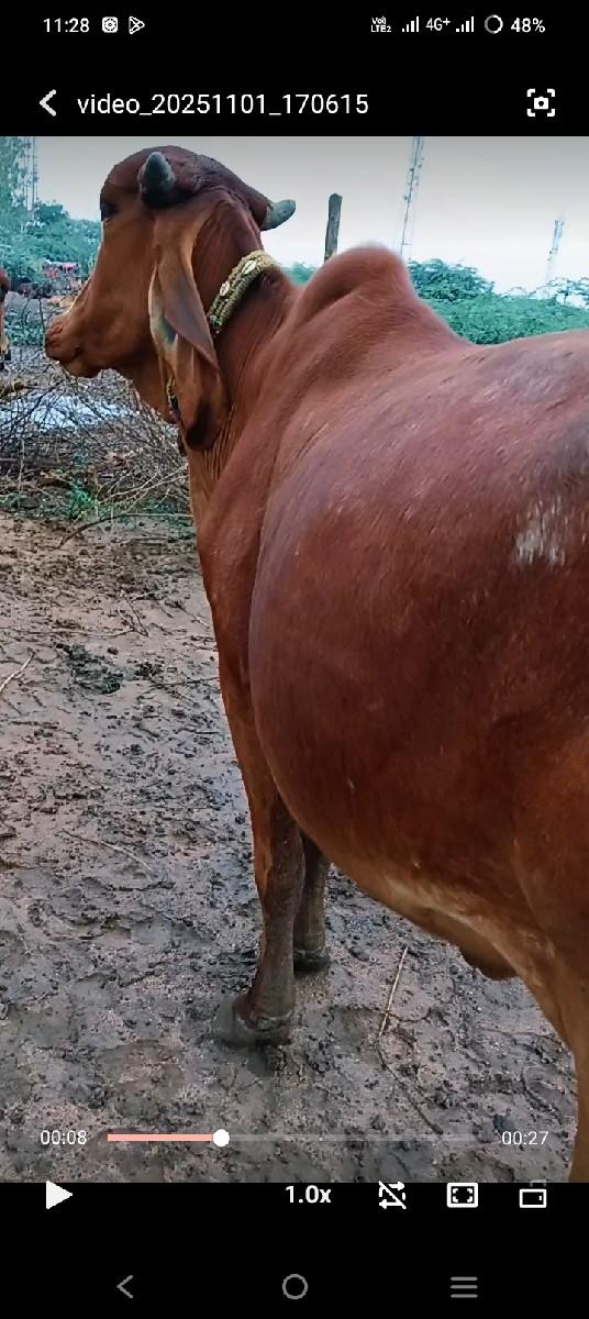 थंबनेल 3