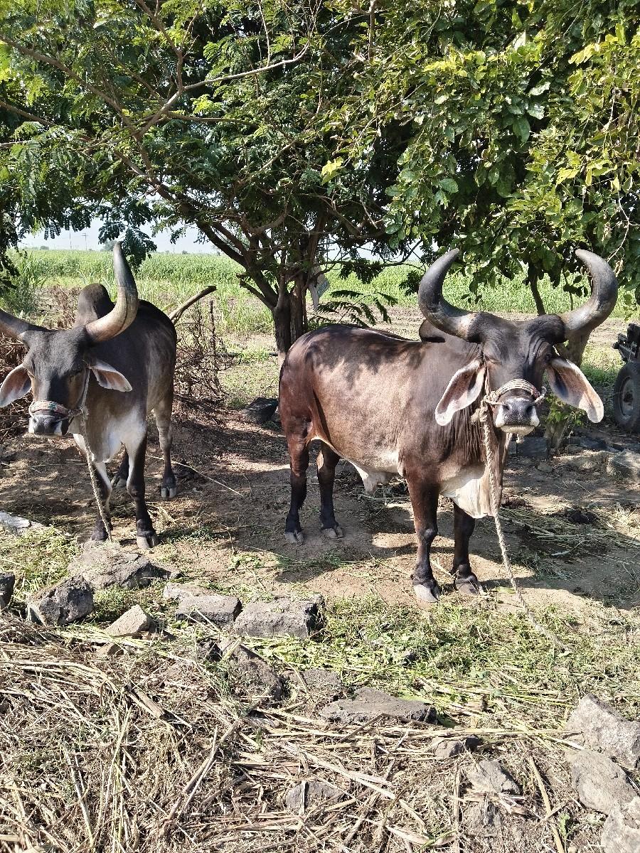 બરધ જામ્બા વેચવા