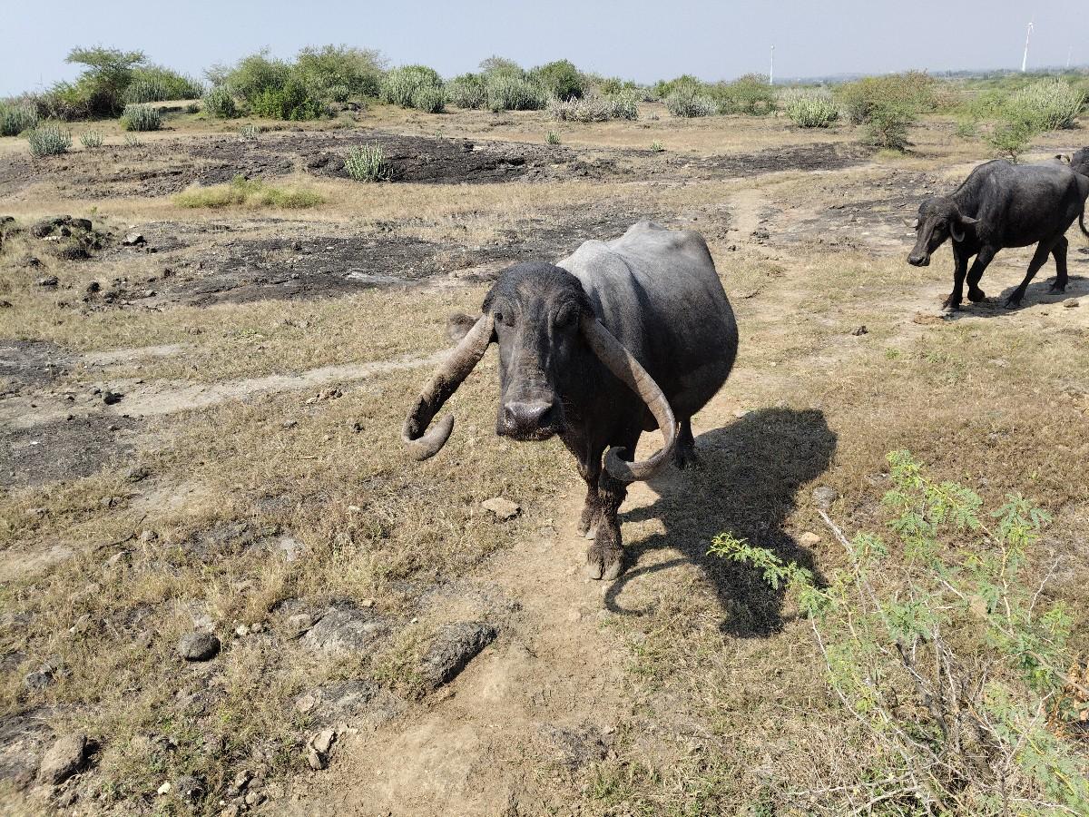 ભેંસ વેચવા ની છે