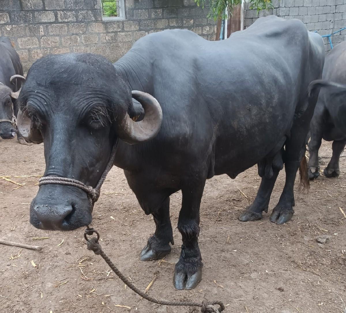 જાફરાબાડી ખડેલી પેલા વેતરની