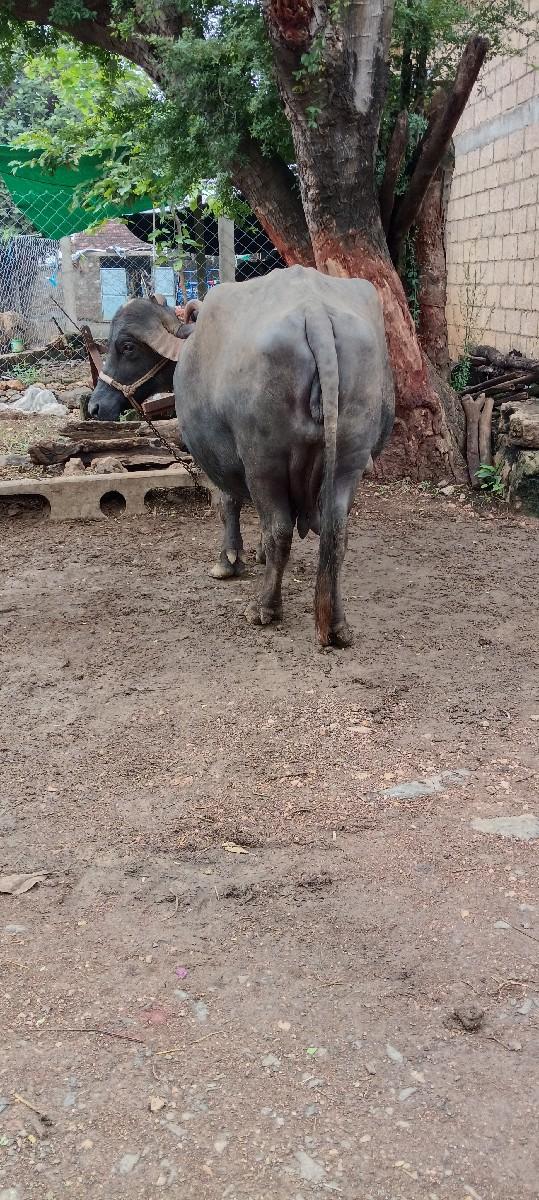 થંબનેલ 2