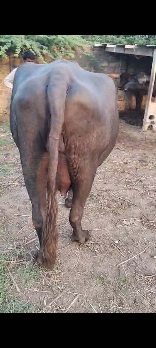 વેચવાની