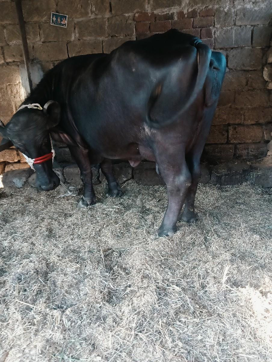 થંબનેલ 3