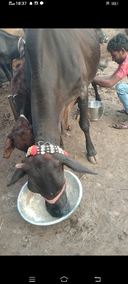 જરસી ગાય