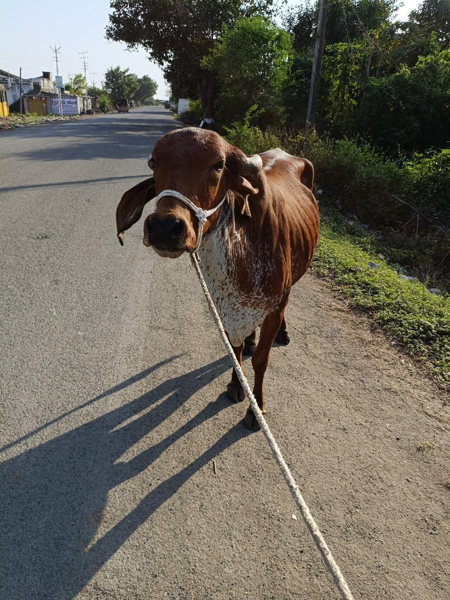 ગાય વેચવાની સે સાત મહિના ગાભસે