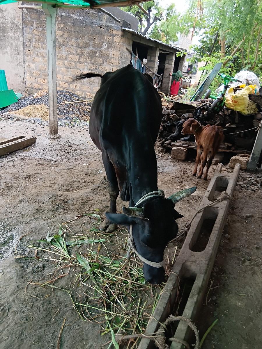 થંબનેલ 3