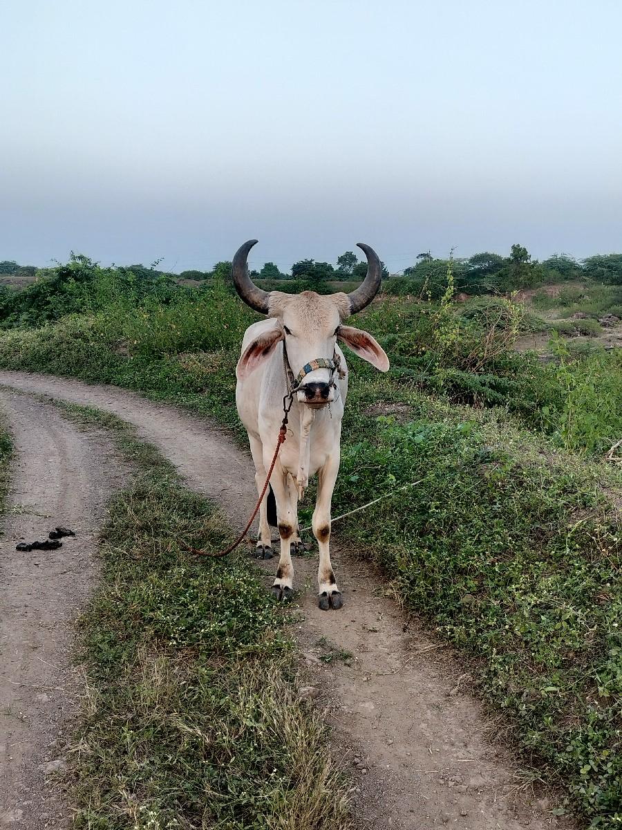 વેચવા નો છે