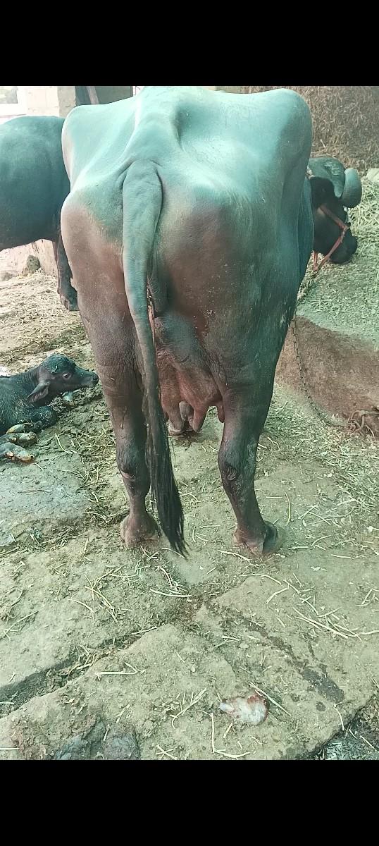 થંબનેલ 3