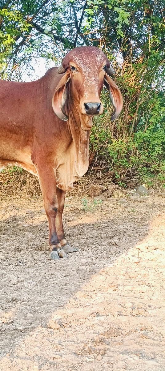 થંબનેલ 2