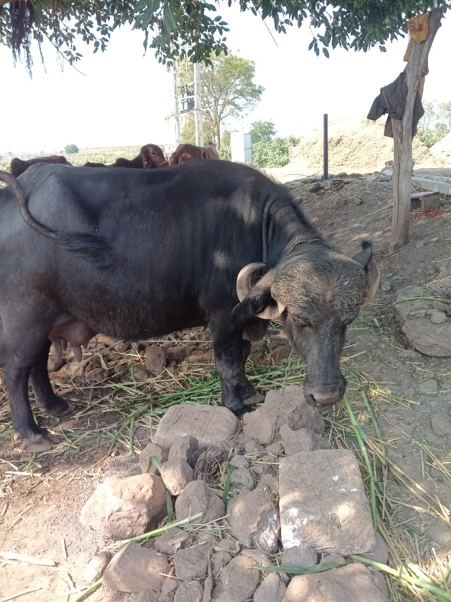 ભેશવેચવાનીછે