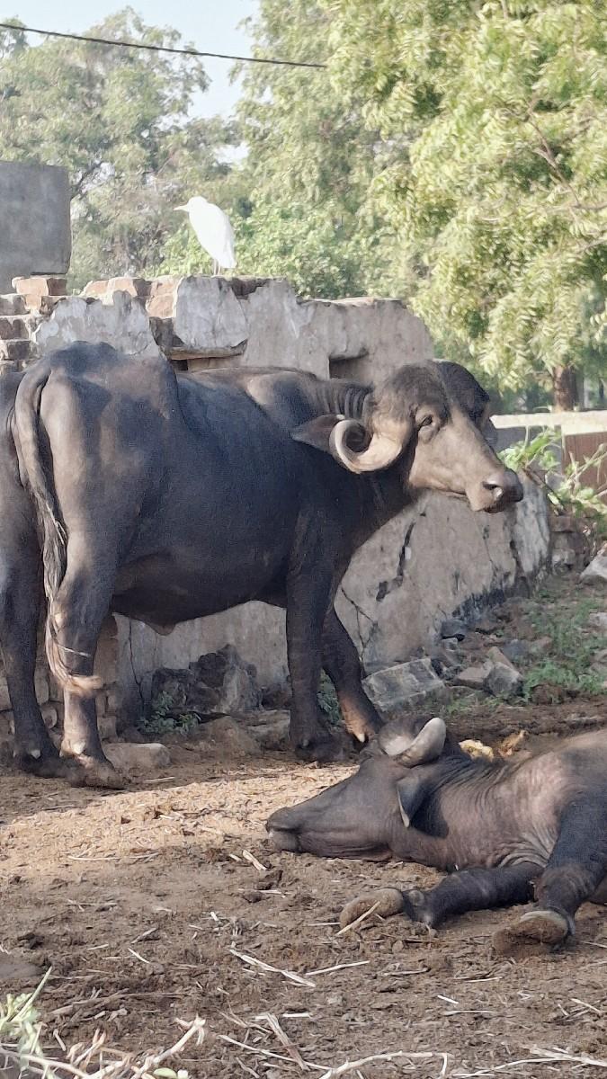 थंबनेल 3