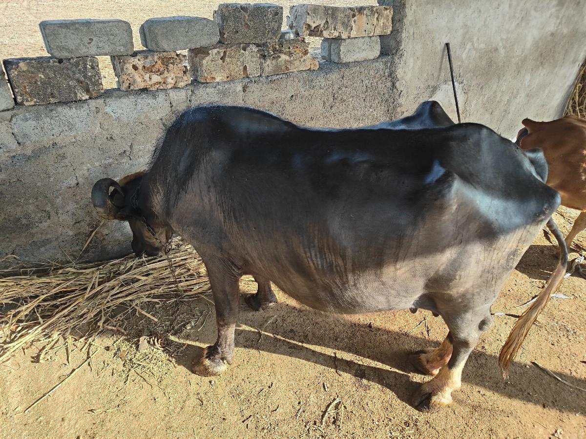 થંબનેલ 2