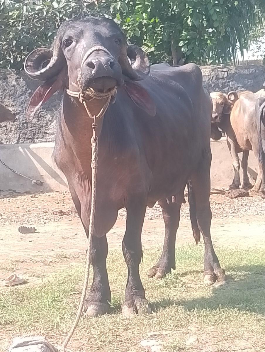 થંબનેલ 2