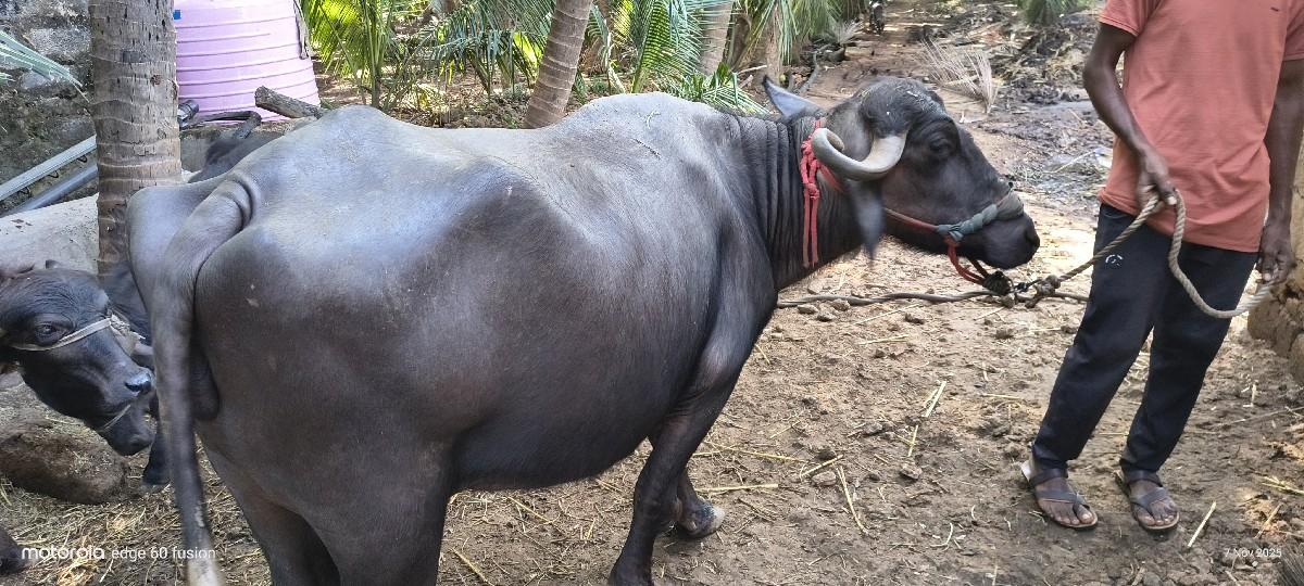 થંબનેલ 3