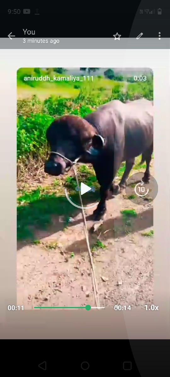 પાડો વેશવાનોછે