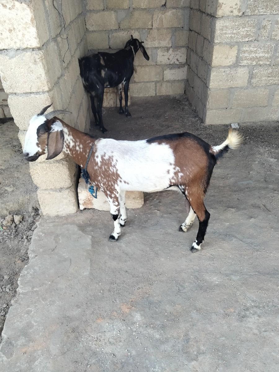 થંબનેલ 2