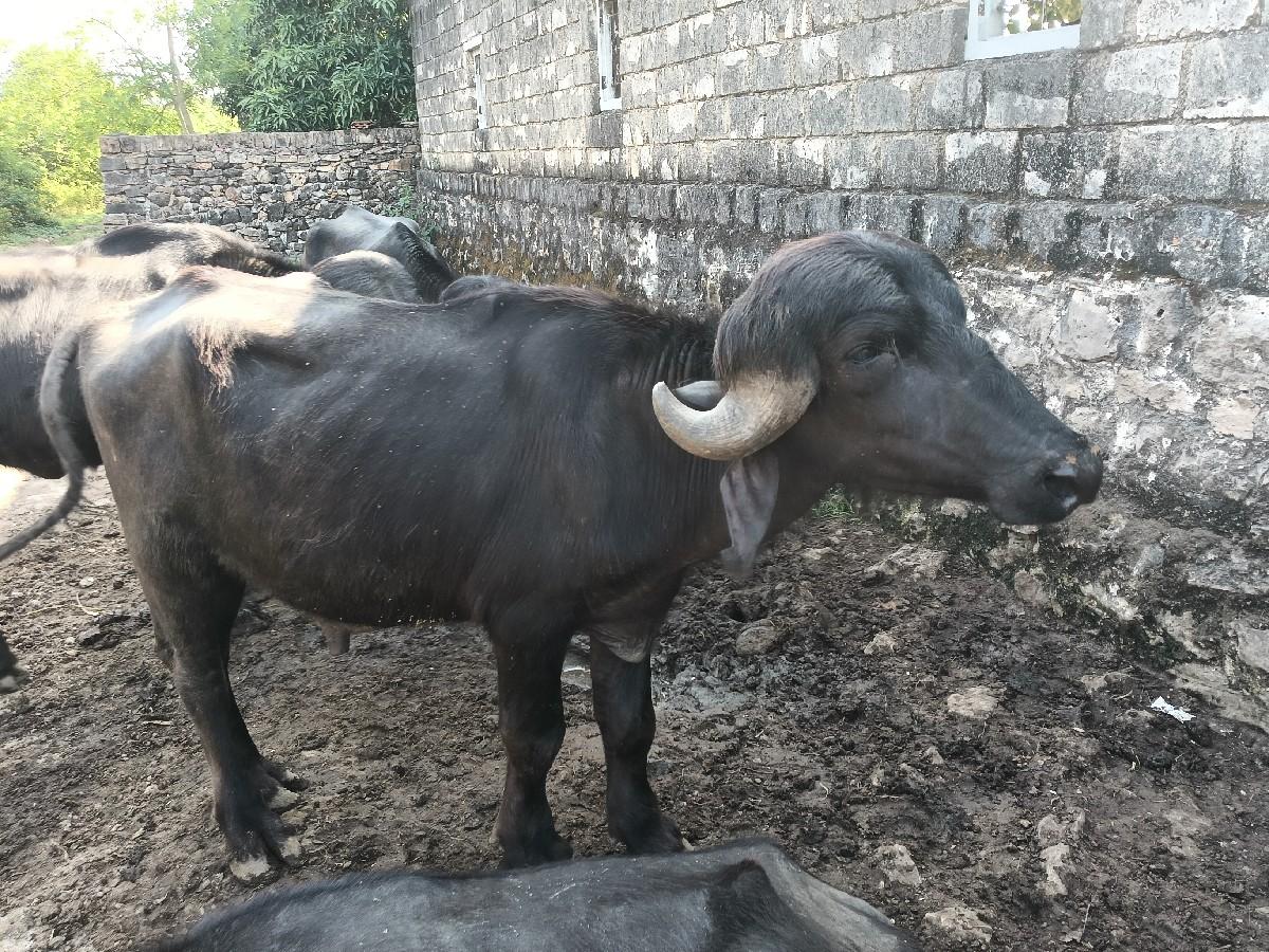 આ પાડો વેચવાનો છે