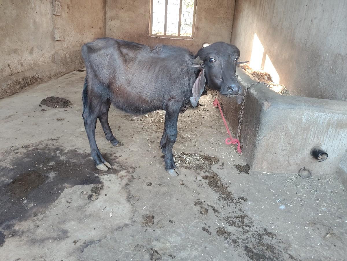 થંબનેલ 2