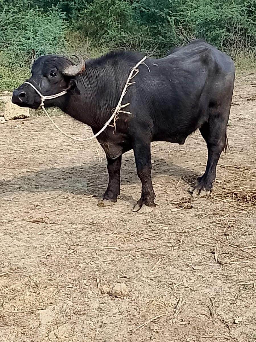 થંબનેલ 2