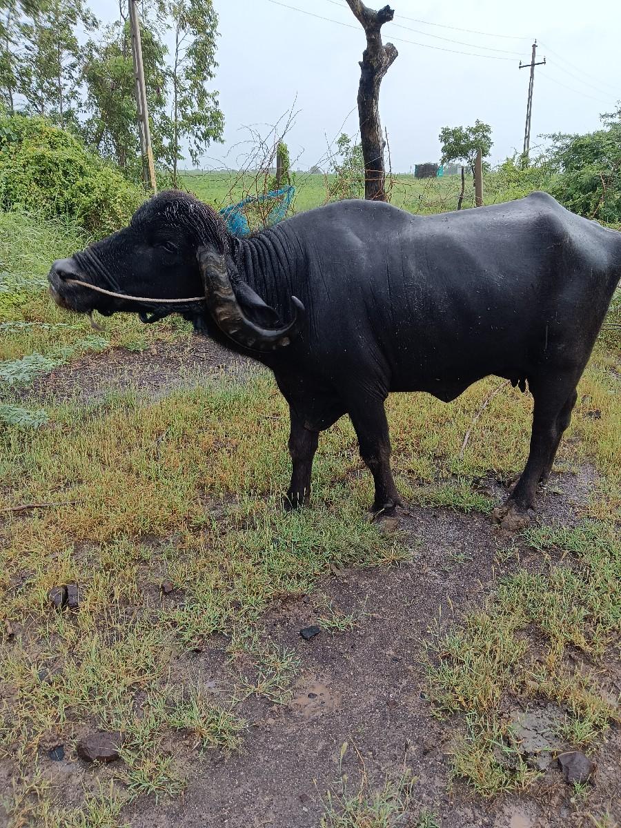 થંબનેલ 2