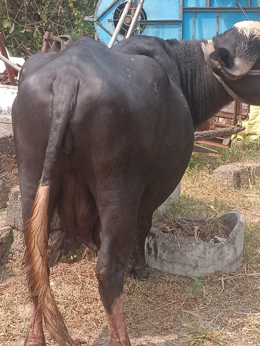 ભેંસ વેચવાની છે ગામજીજરી