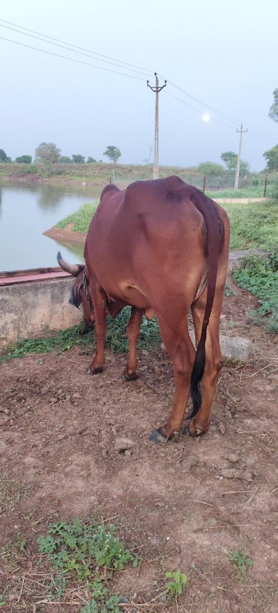 દેશી લાલ ઓડકી