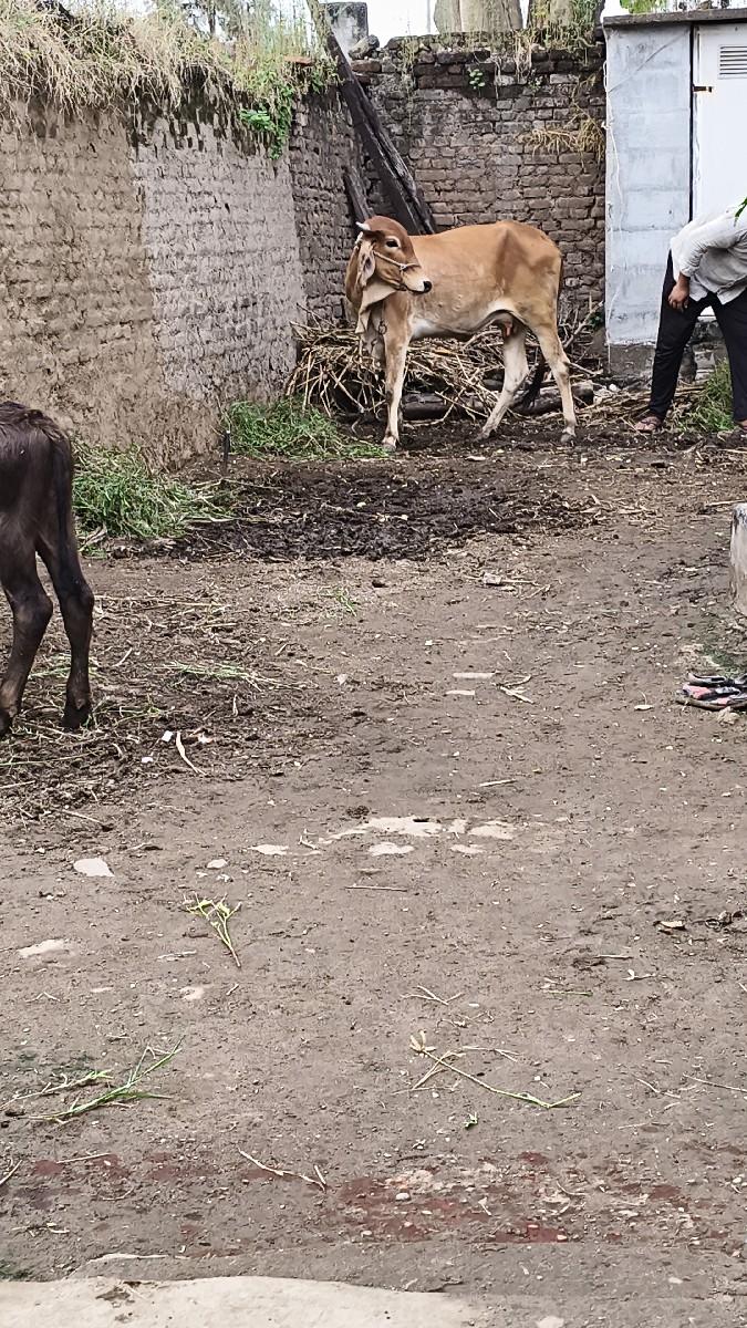 થંબનેલ 2