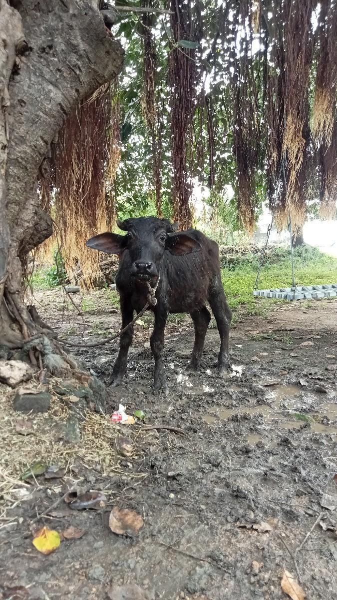 થંબનેલ 2