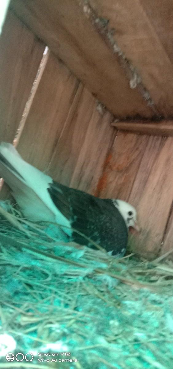 6 nang 2 jota 3 egg 1 bhachchu