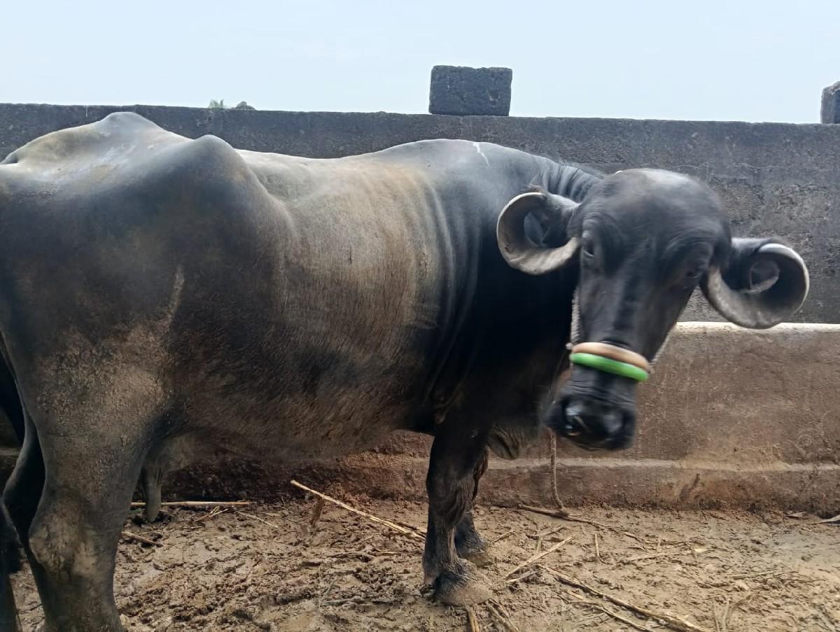 ભેસવેસવાનીસે૧૨દીનીકાસી