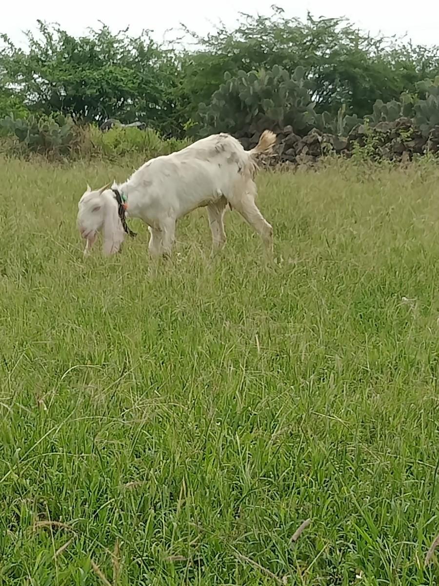 થંબનેલ 3