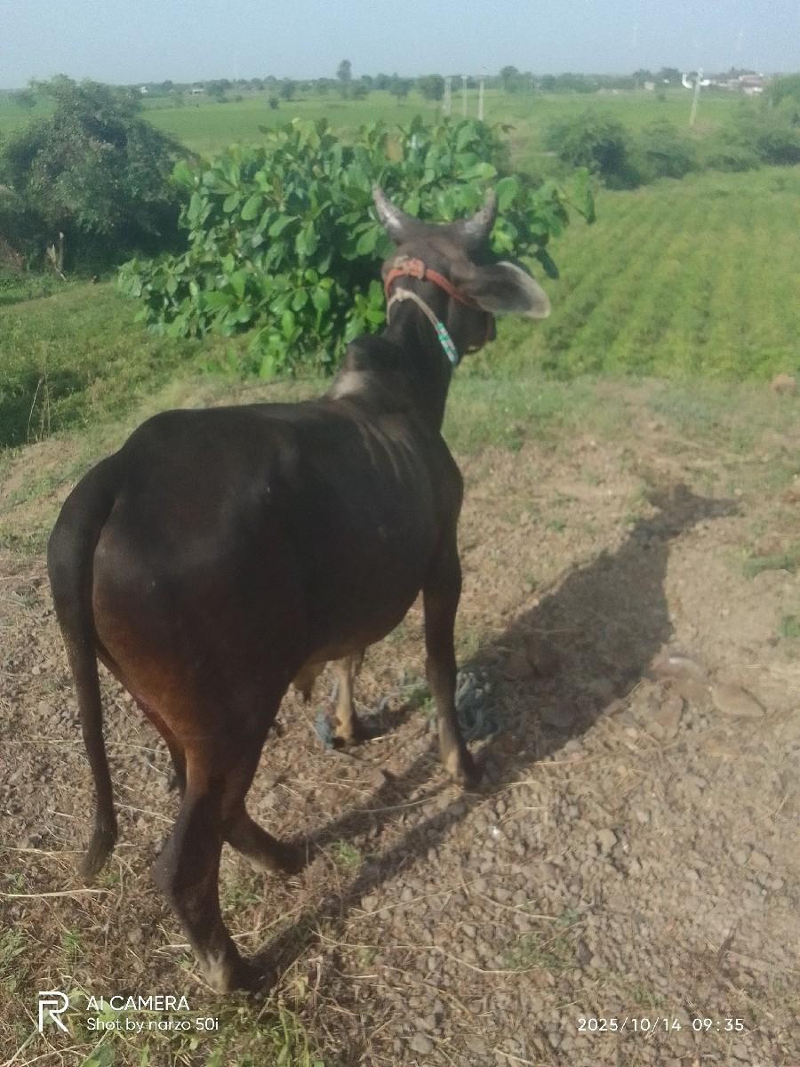 કચ્છી વાછરડા વેચવાના છે