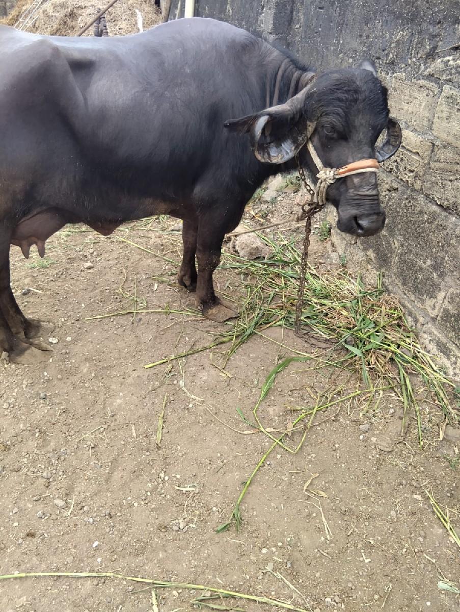 ભેંસ