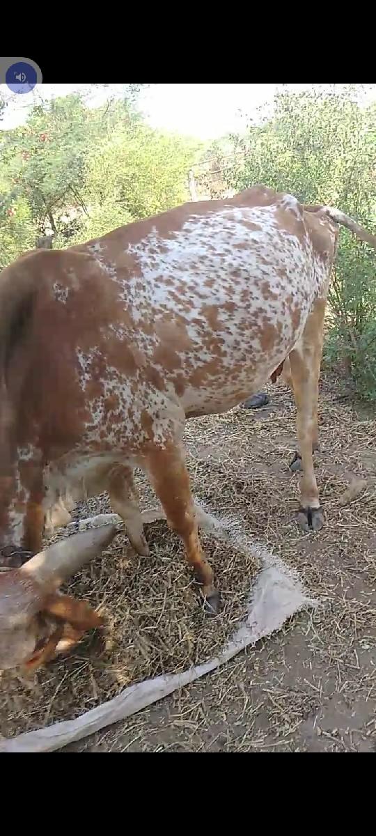 થંબનેલ 2