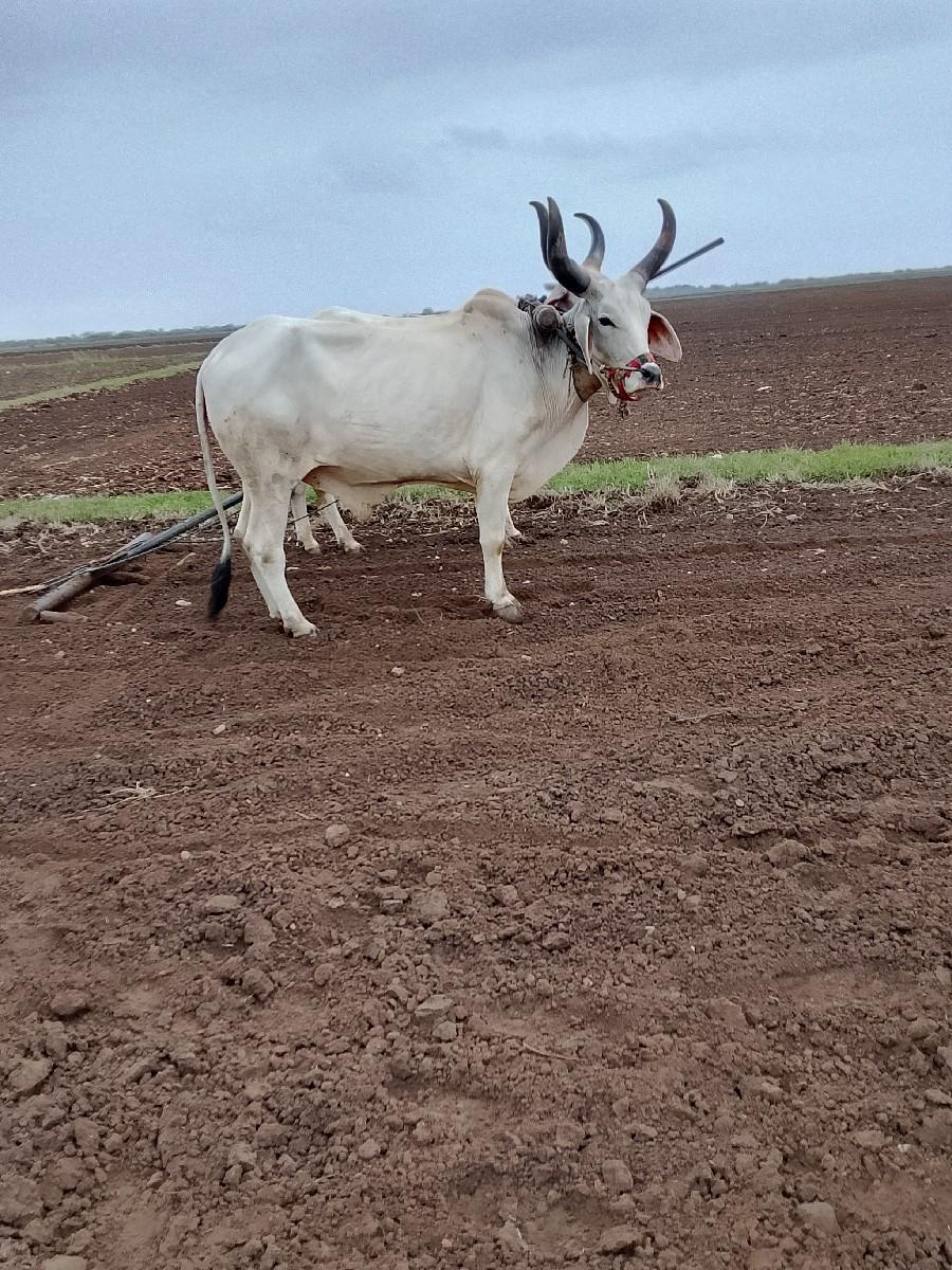 ગોંઢલા વેશવાના છે