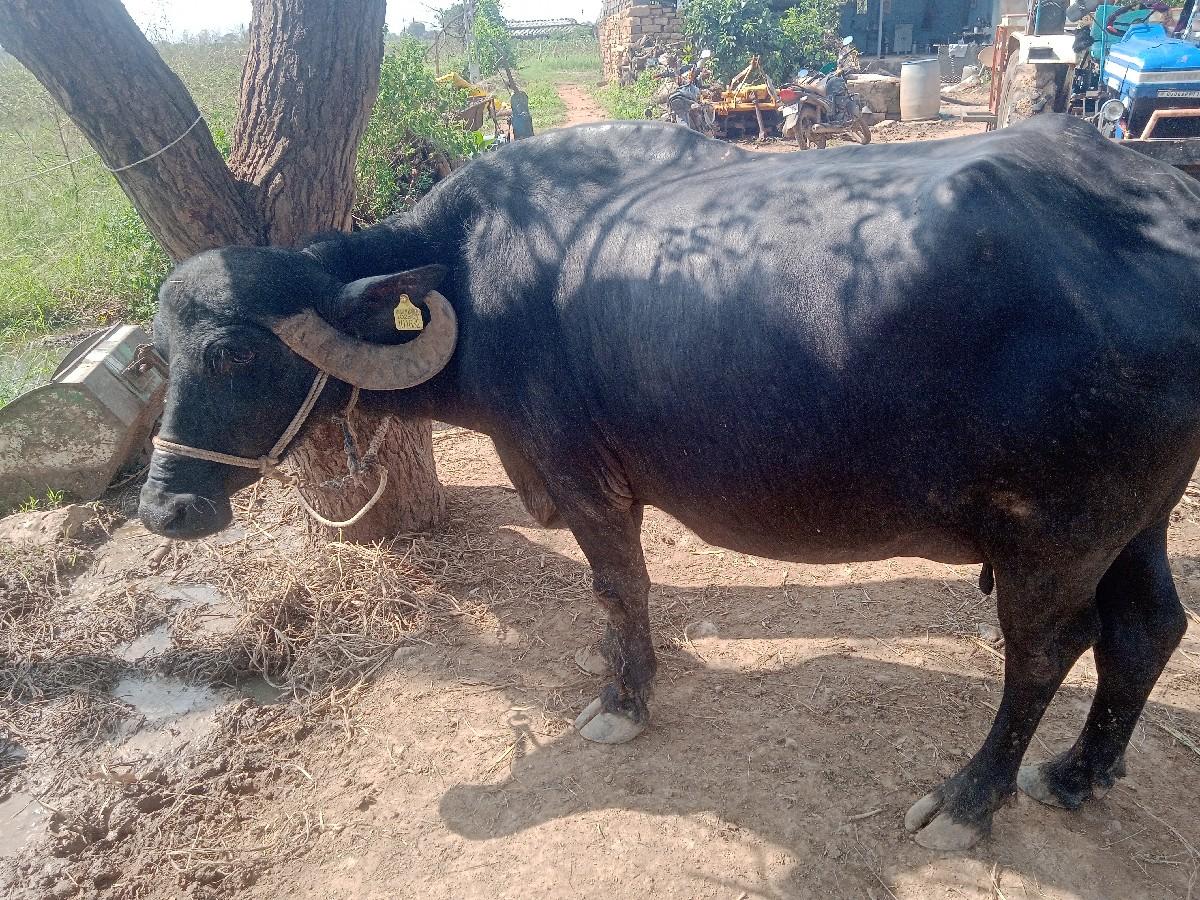 થંબનેલ 3