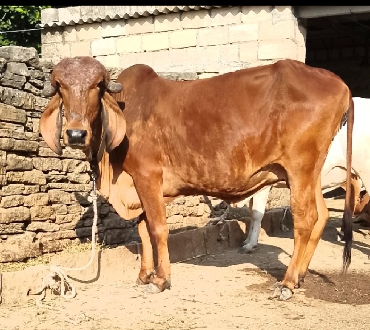 થંબનેલ 3