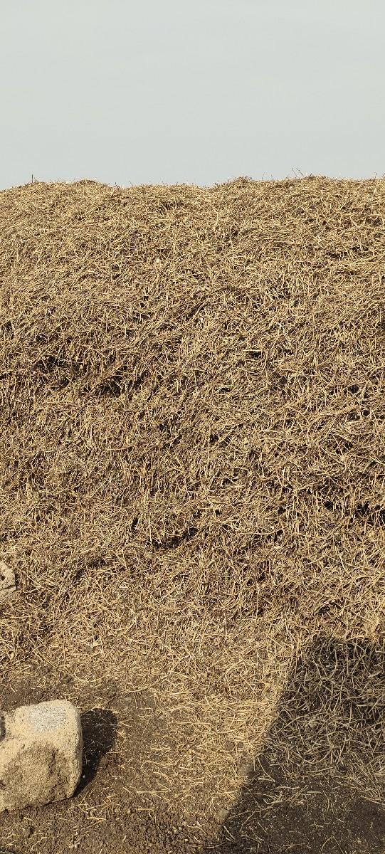 સારો માડવીયુ