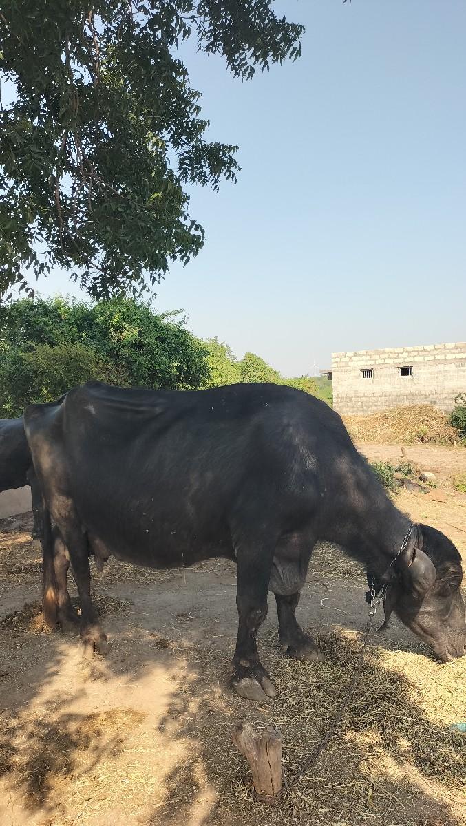 થંબનેલ 2