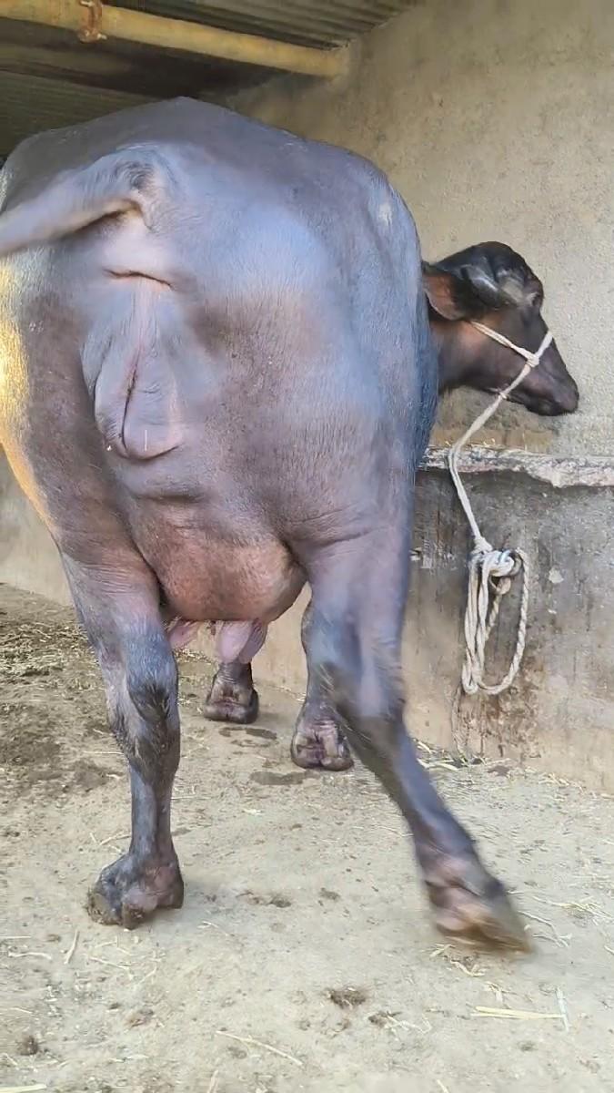 થંબનેલ 4