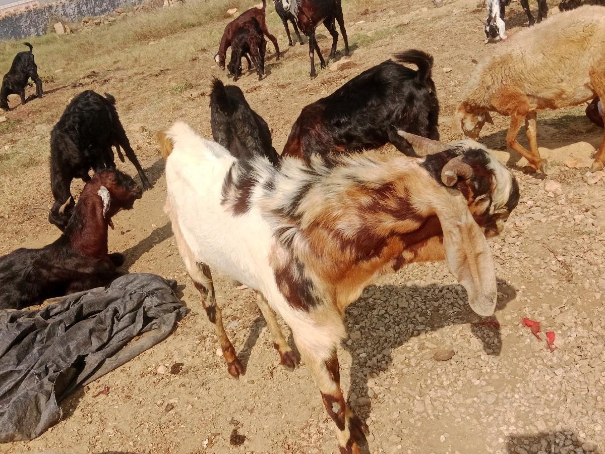 થંબનેલ 3