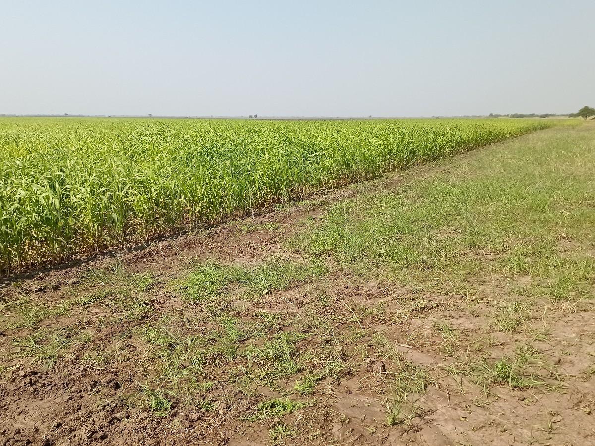 લીલી ચાર જુવાર