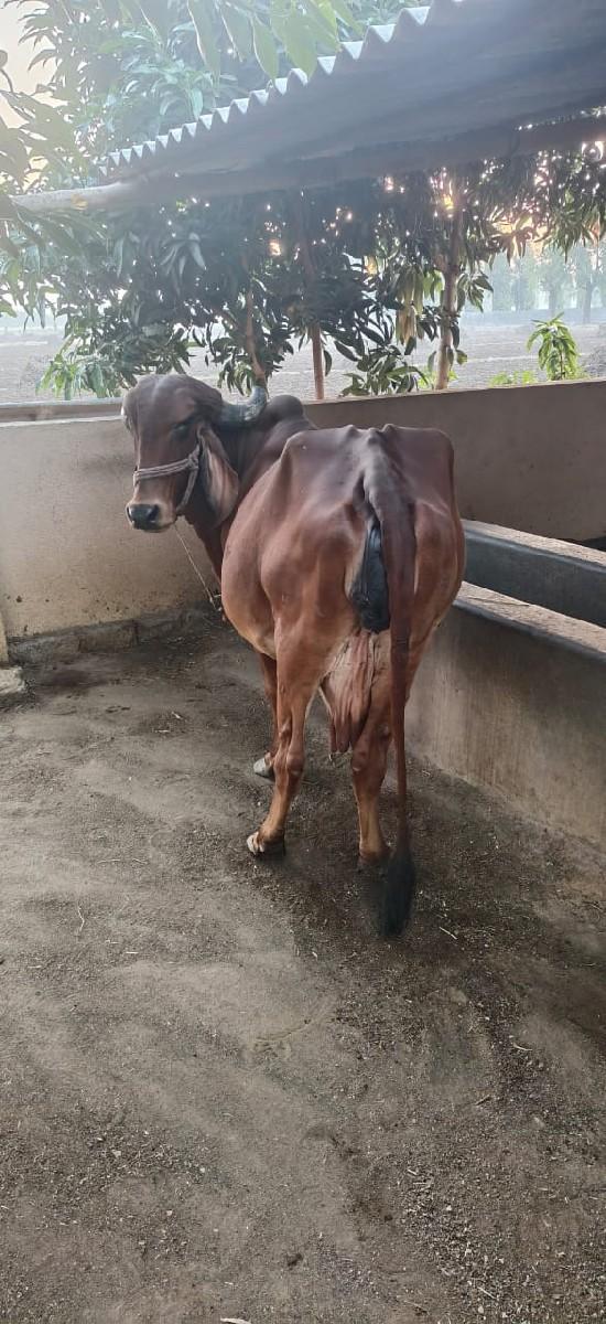 સોજી gay che