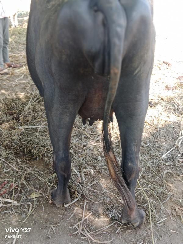 થંબનેલ 3