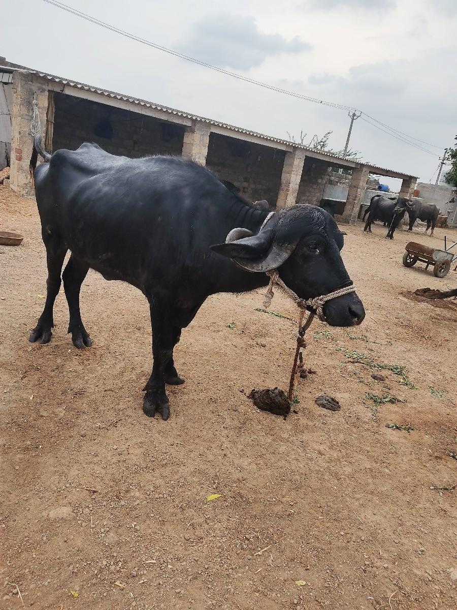 થંબનેલ 3