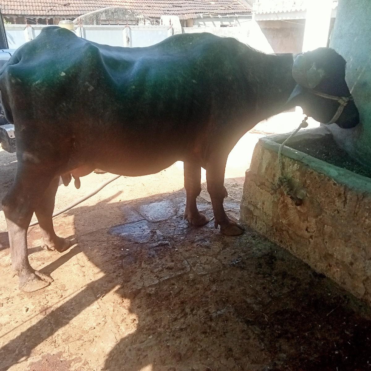 થંબનેલ 2