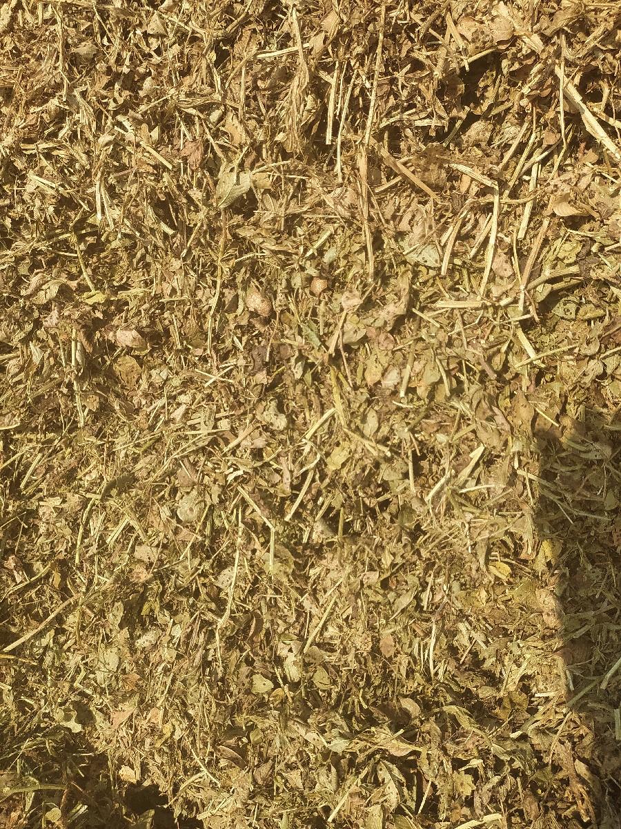 જે ૨૦ મઞફડી ભુકૉ વેચવાનૉ છે કોરો