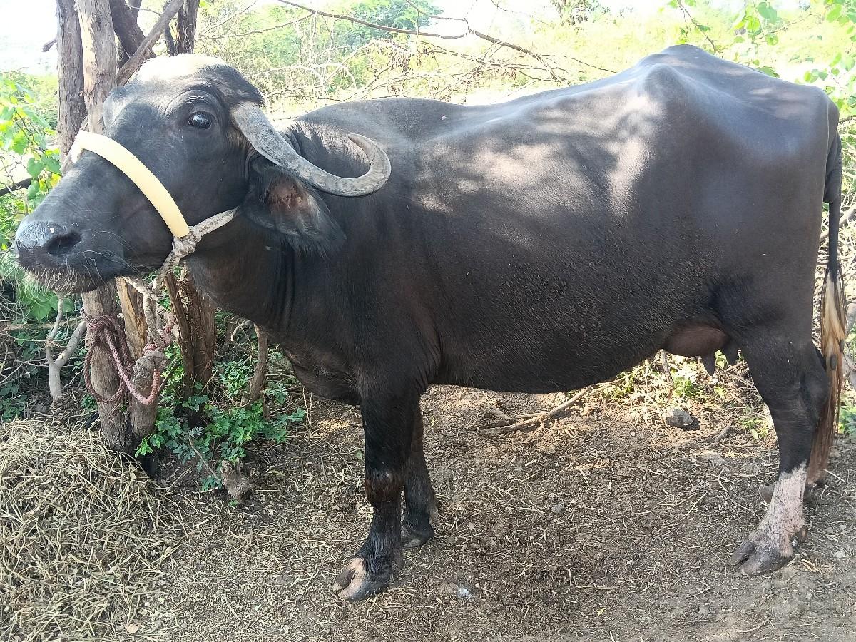 થંબનેલ 2